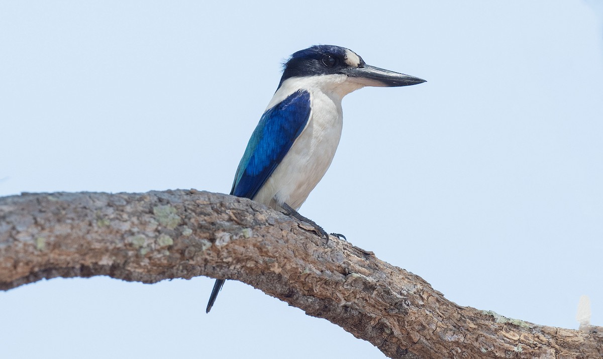 Forest Kingfisher - ML565403301