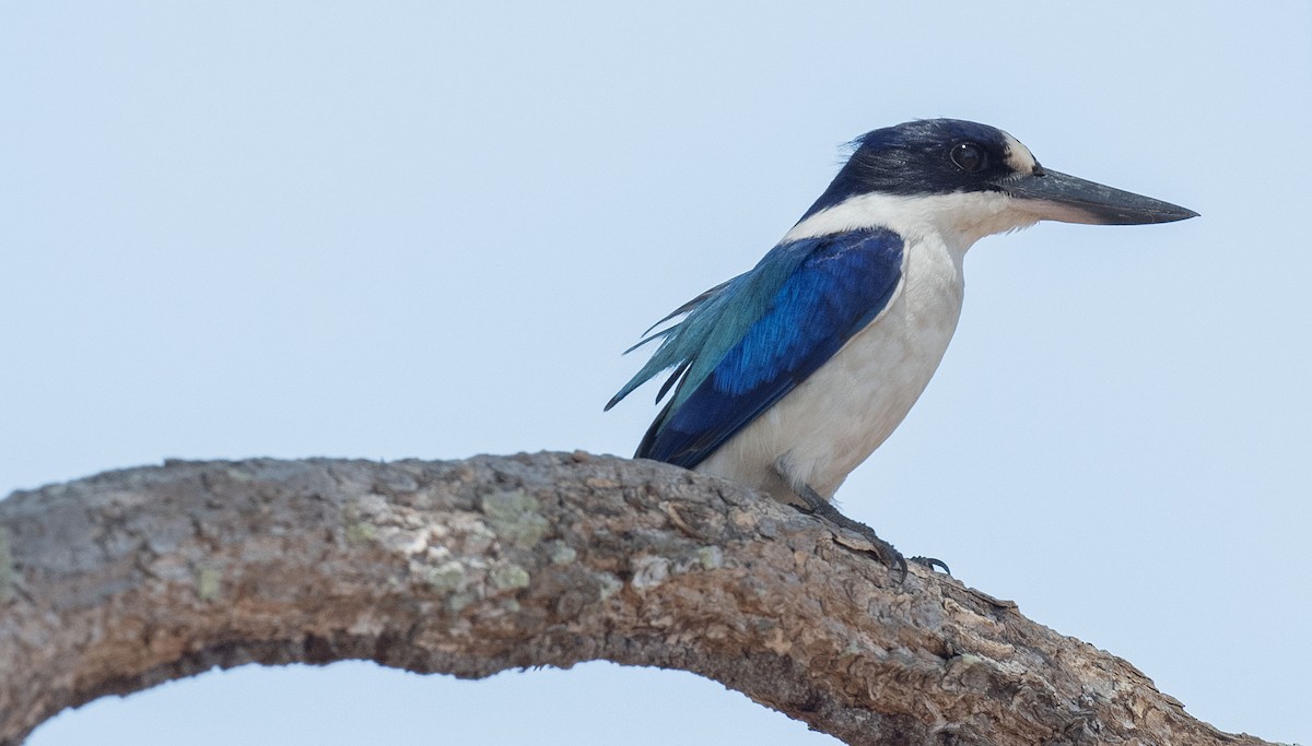 Forest Kingfisher - ML565403311