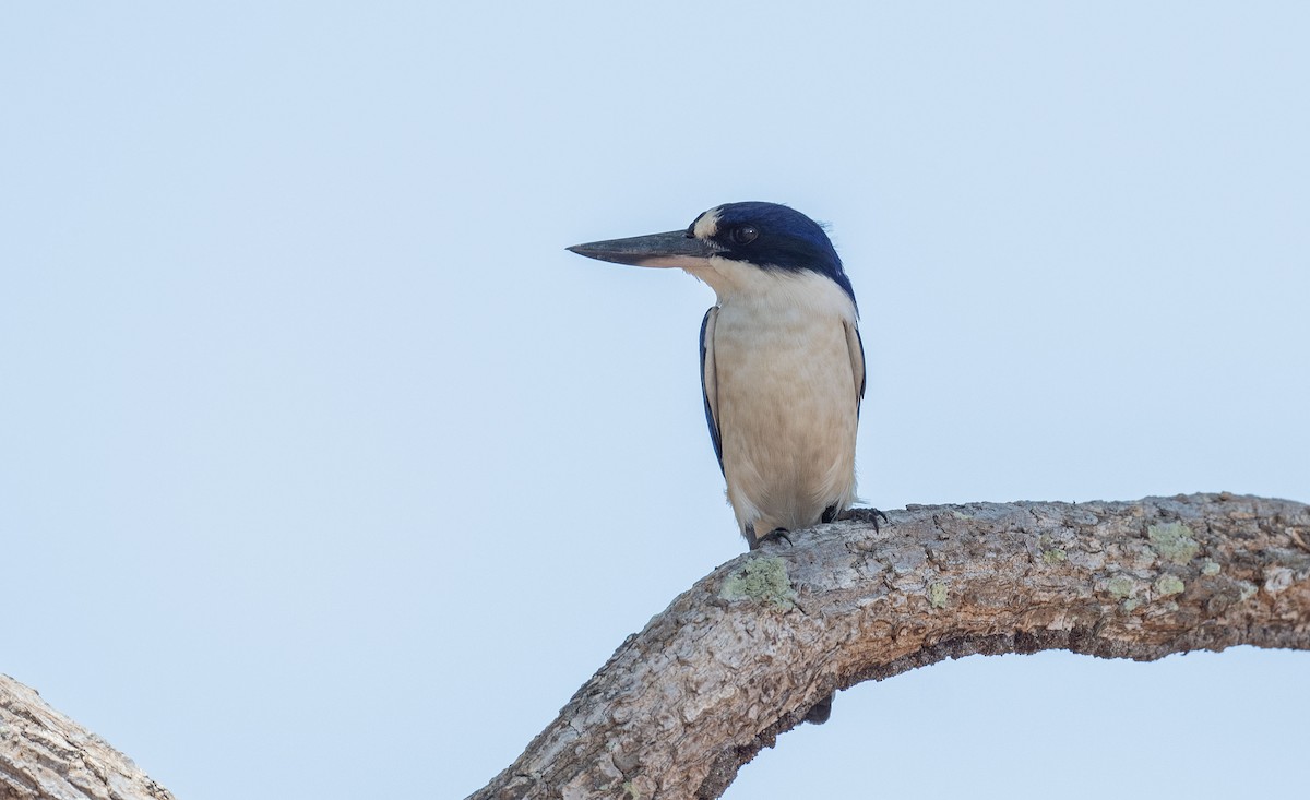Forest Kingfisher - ML565403321