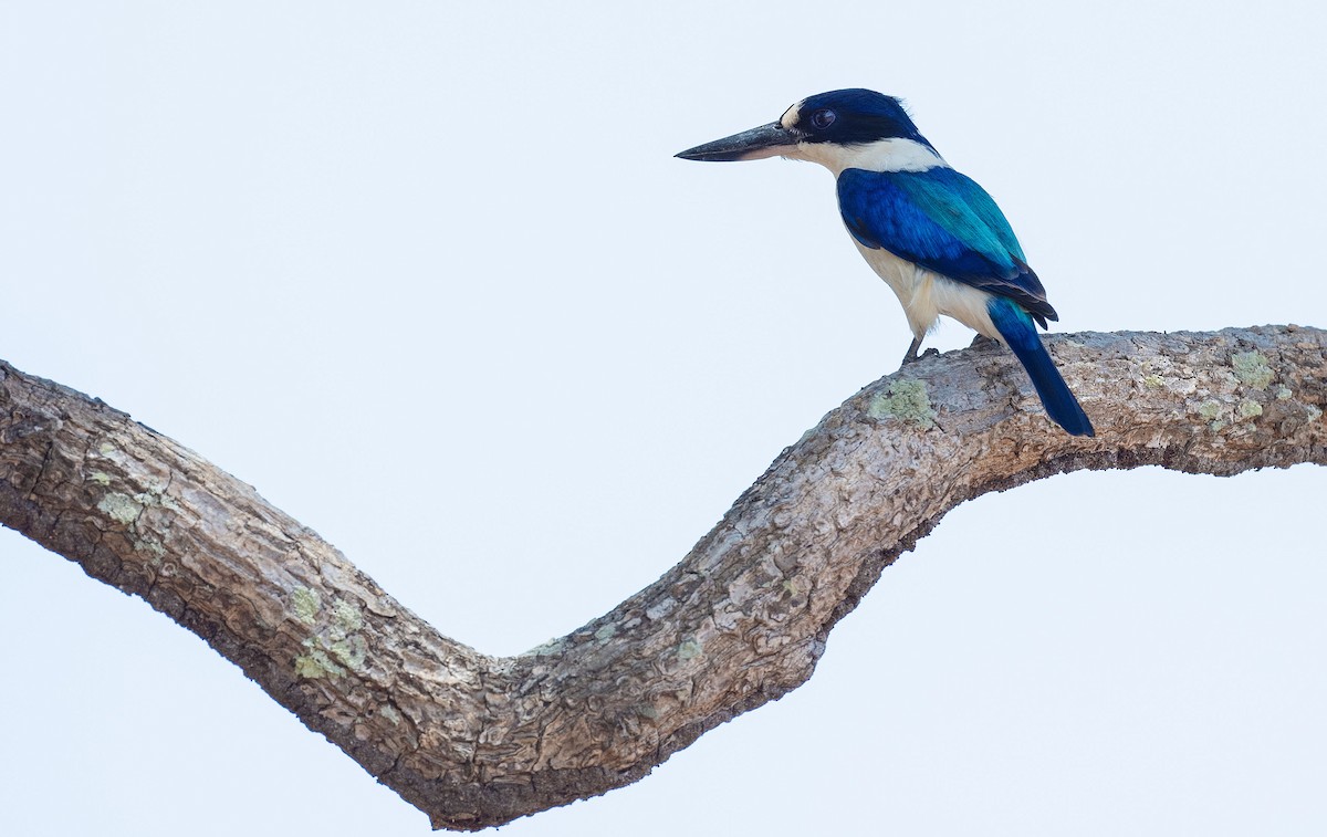 Forest Kingfisher - ML565403331