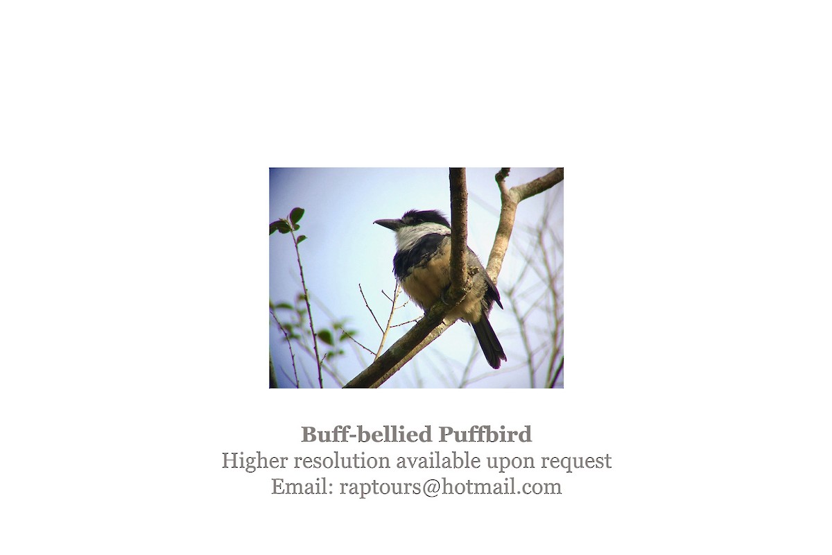 Buff-bellied Puffbird - ML56540351