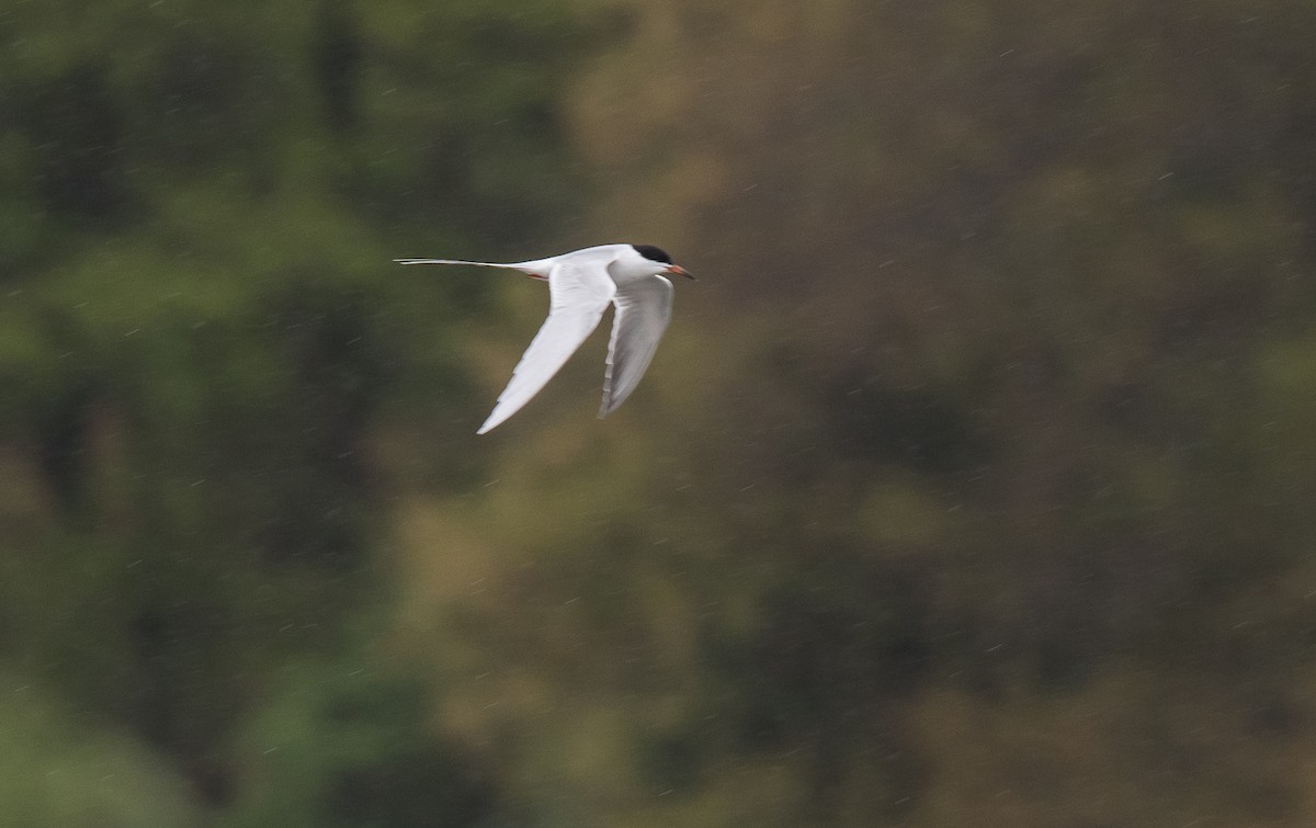 Forster's Tern - ML565403971