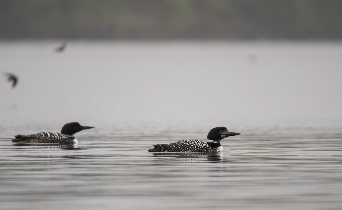 Common Loon - ML565404051