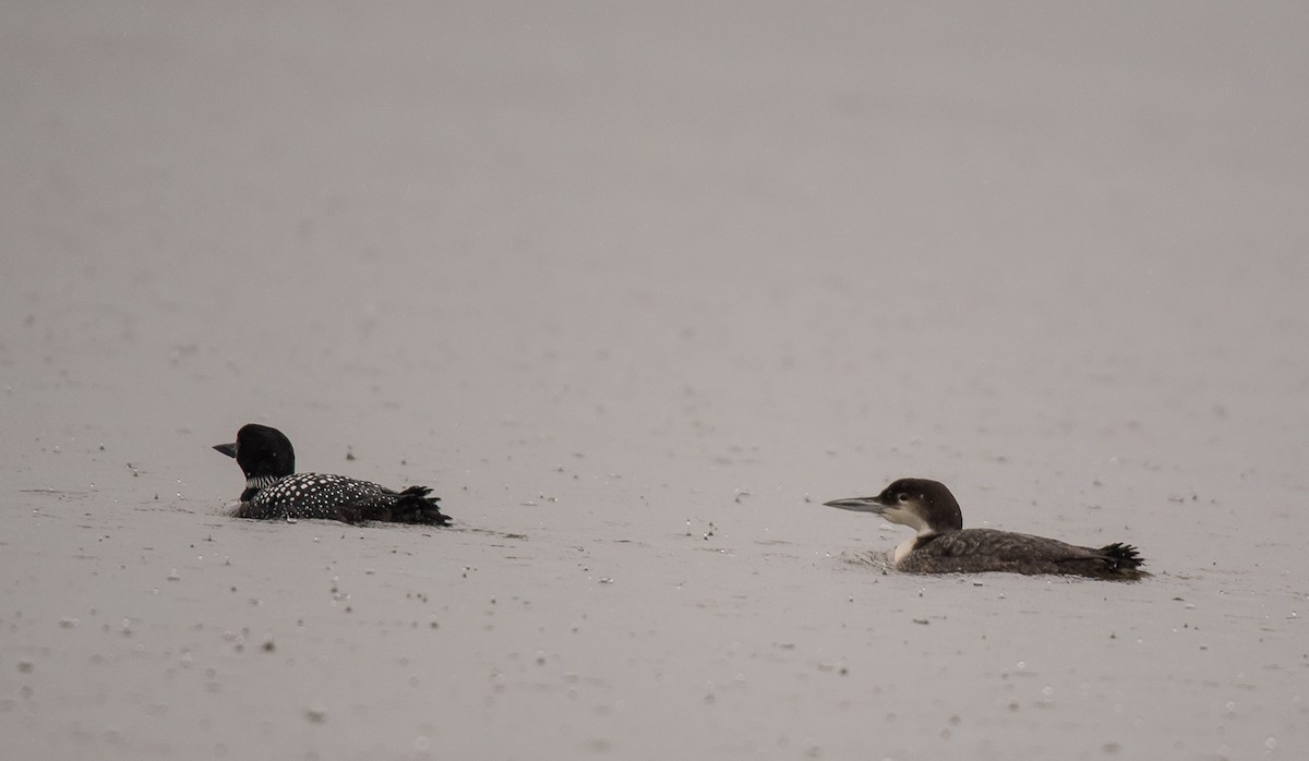 Common Loon - ML565404081