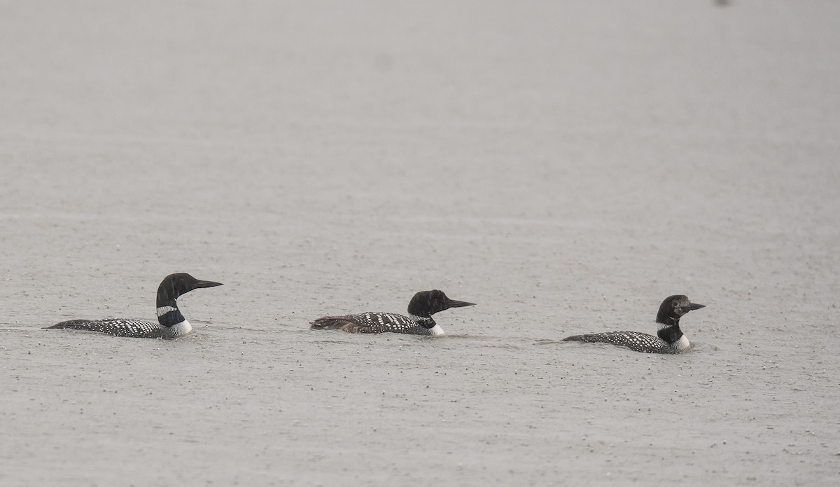 Common Loon - ML565404101