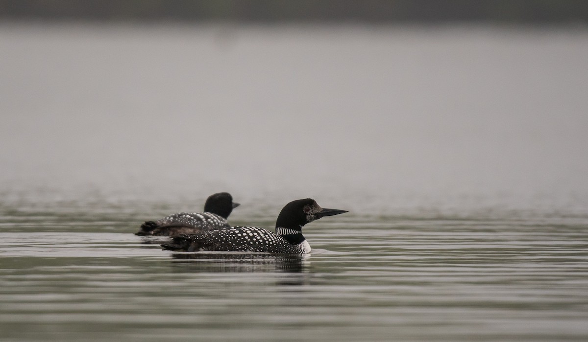 Common Loon - ML565404111