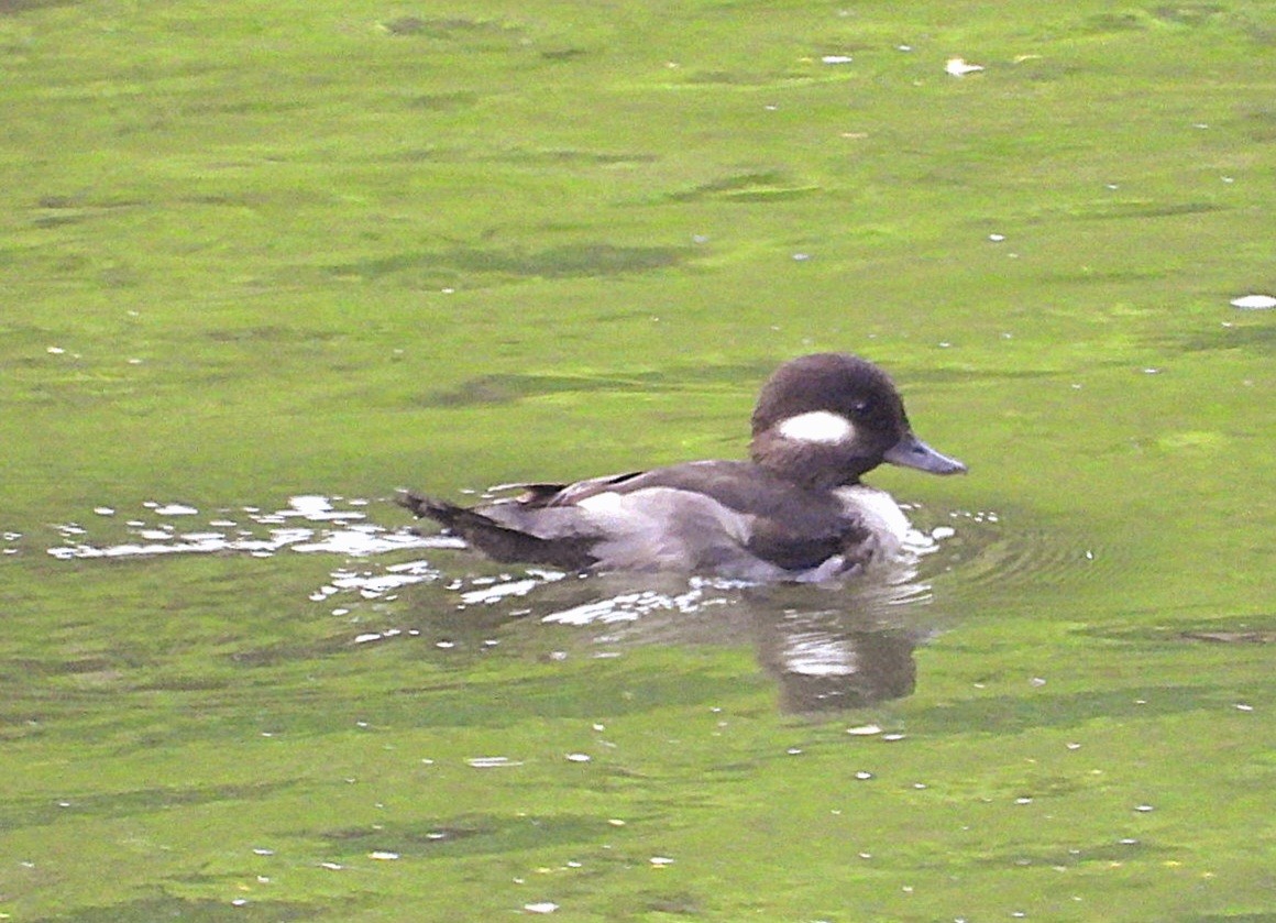Bufflehead - ML565404121