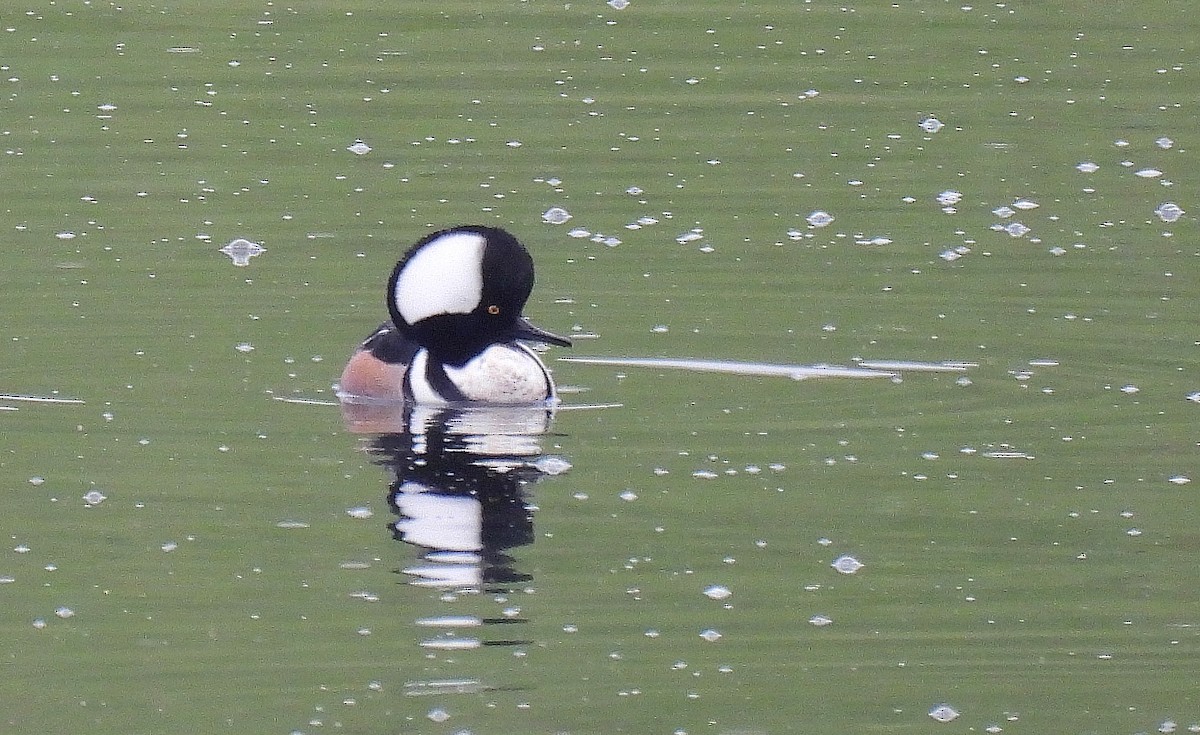 Hooded Merganser - ML565404371