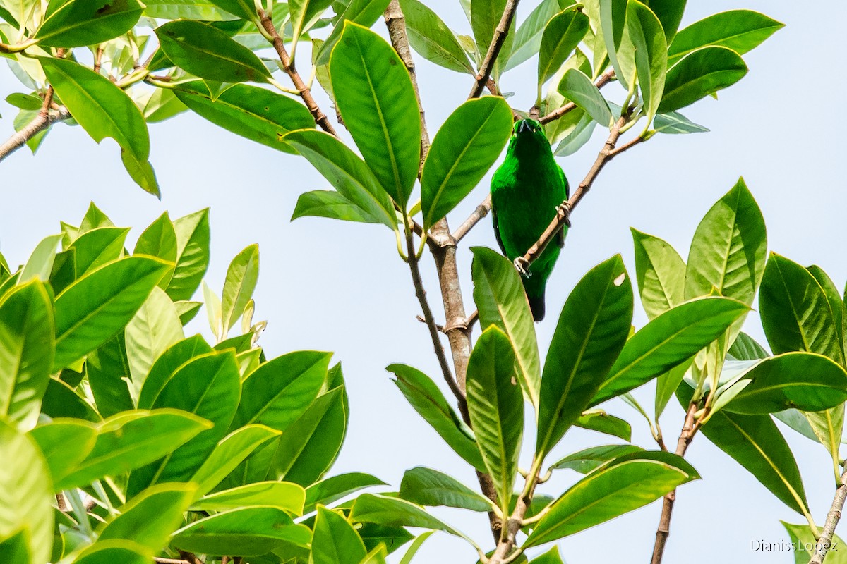 Glistening-green Tanager - ML565405051