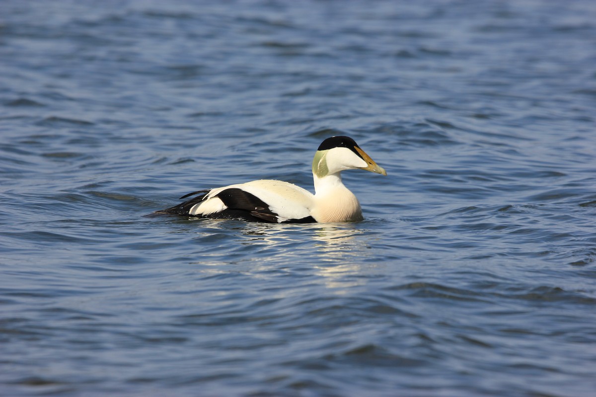 Common Eider - ML565405521