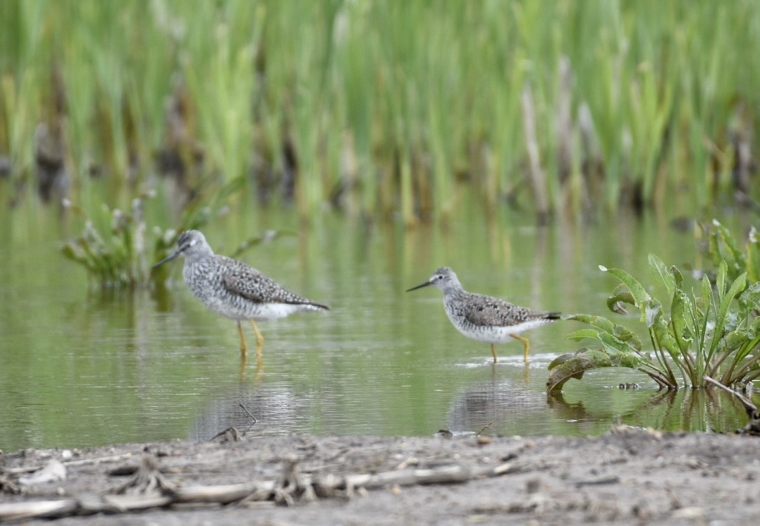 Lesser Yellowlegs - ML565407381