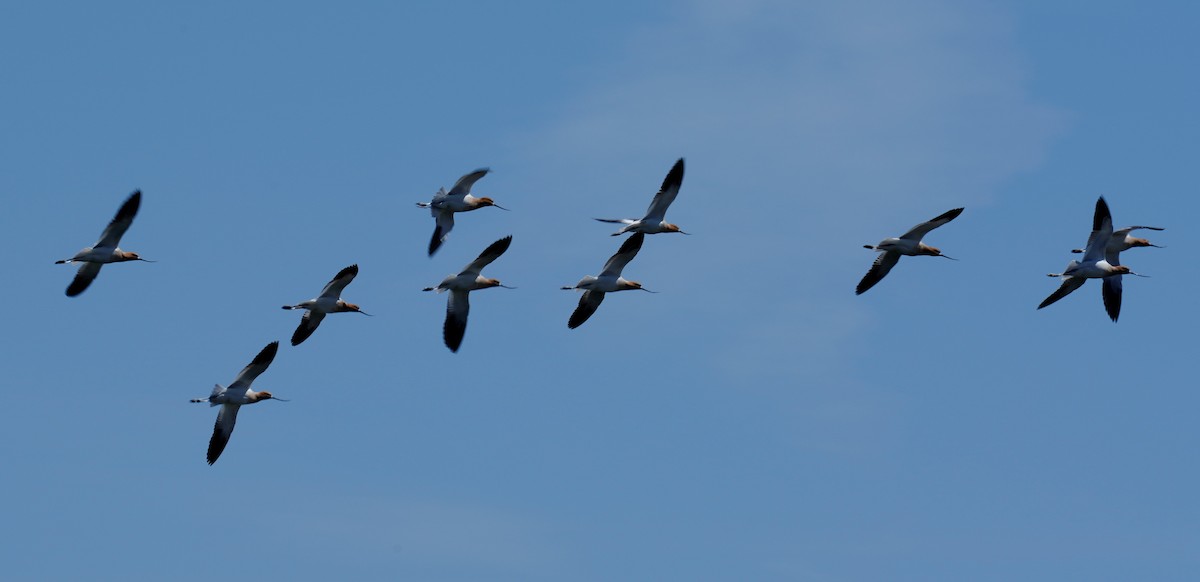 American Avocet - ML565408291