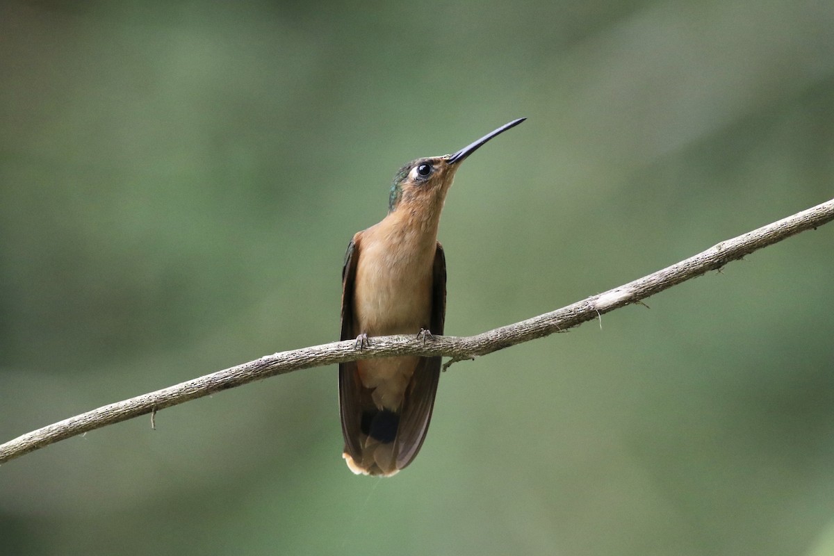 Rufous Sabrewing - Max Epstein