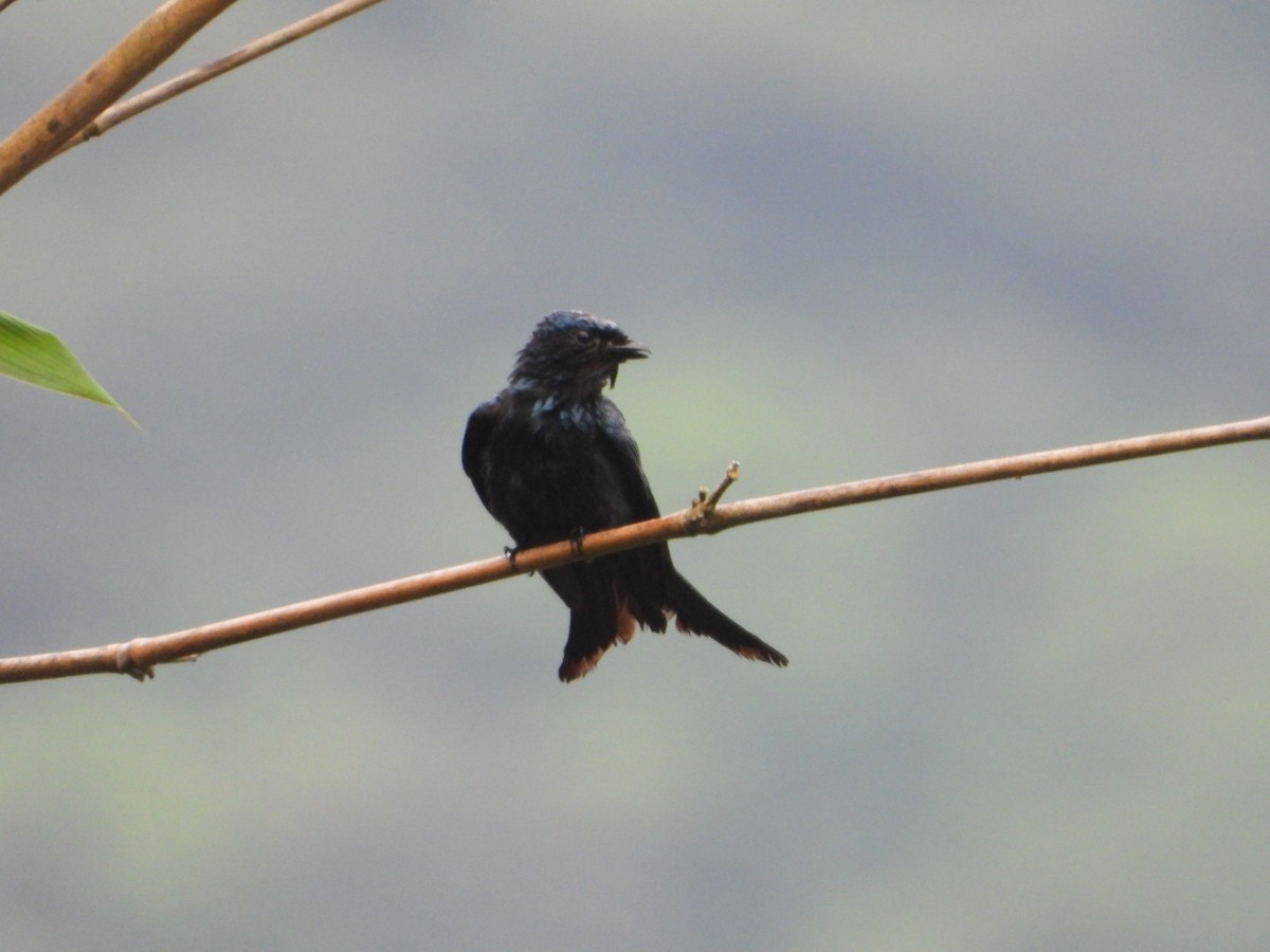 Bronzed Drongo - ML565409001