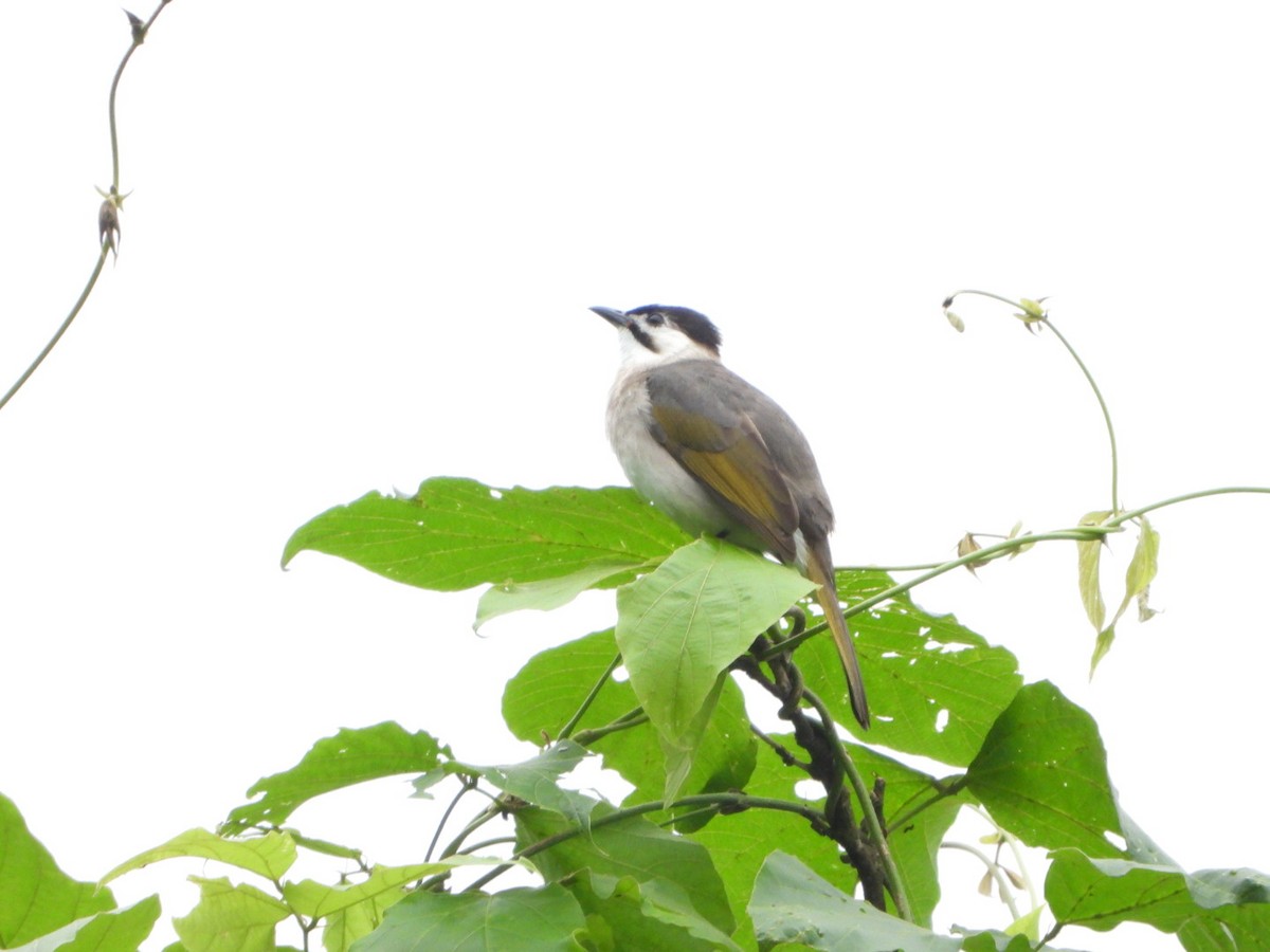 Bulbul de Taiwán - ML565409101