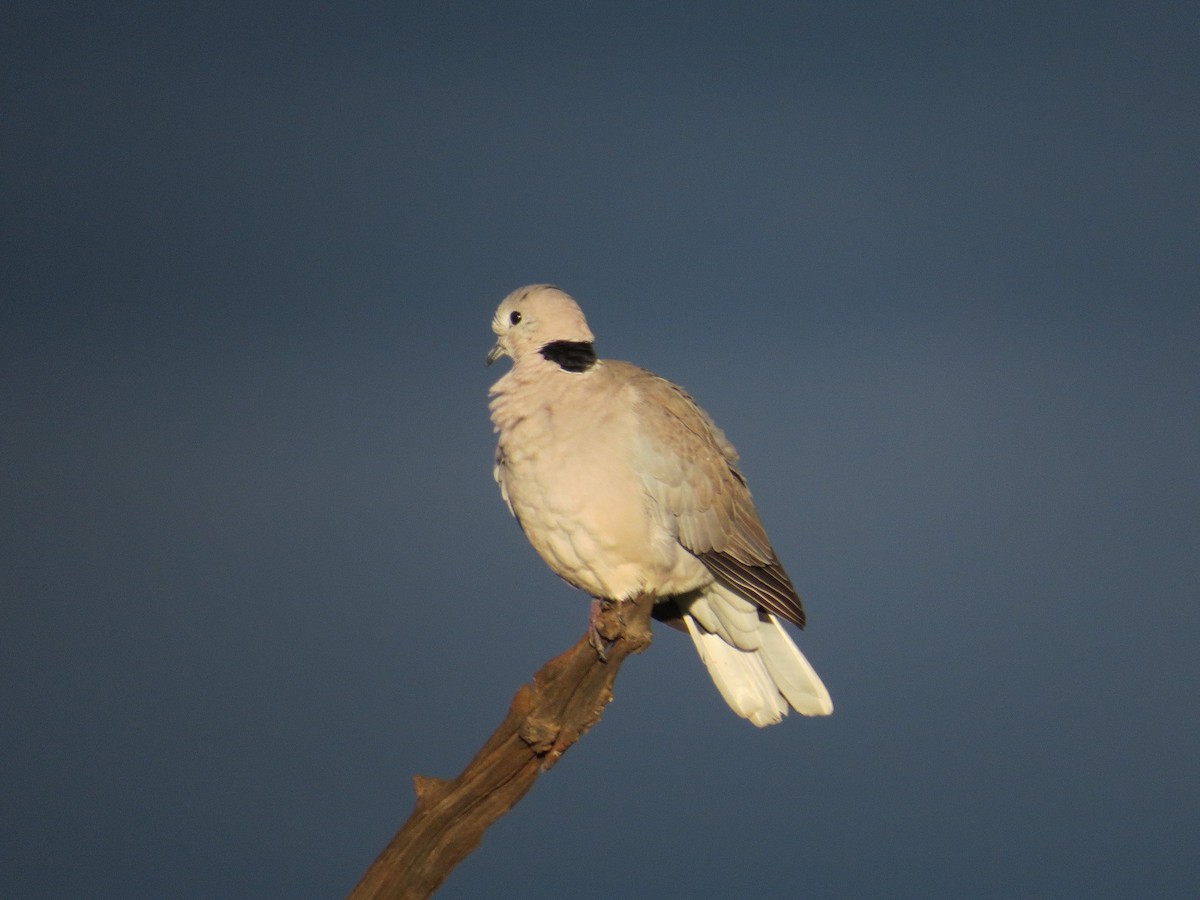 Ring-necked Dove - Bob Greenleaf