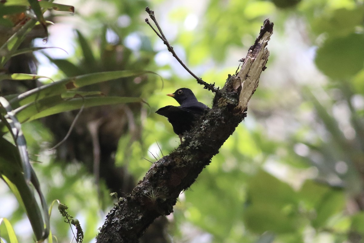 Black Thrush - Max Epstein