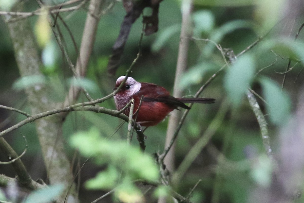 Pink-headed Warbler - ML565409281