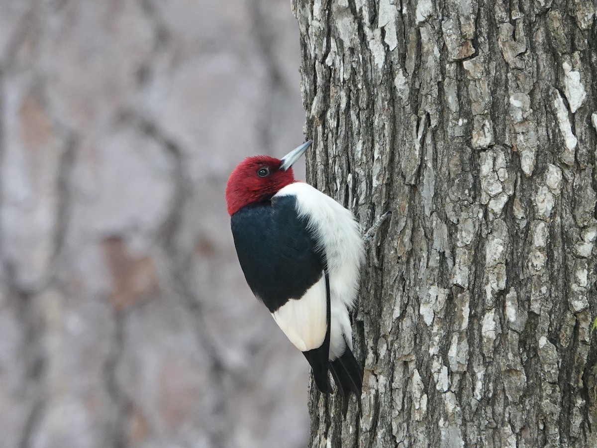 Red-headed Woodpecker - Amy Bishop & Doug Booher