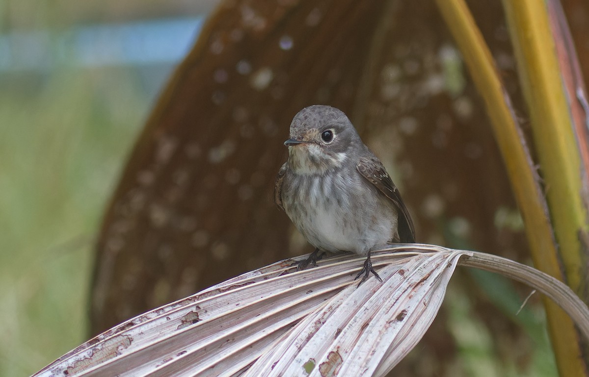 Dark-sided Flycatcher - ML565411661