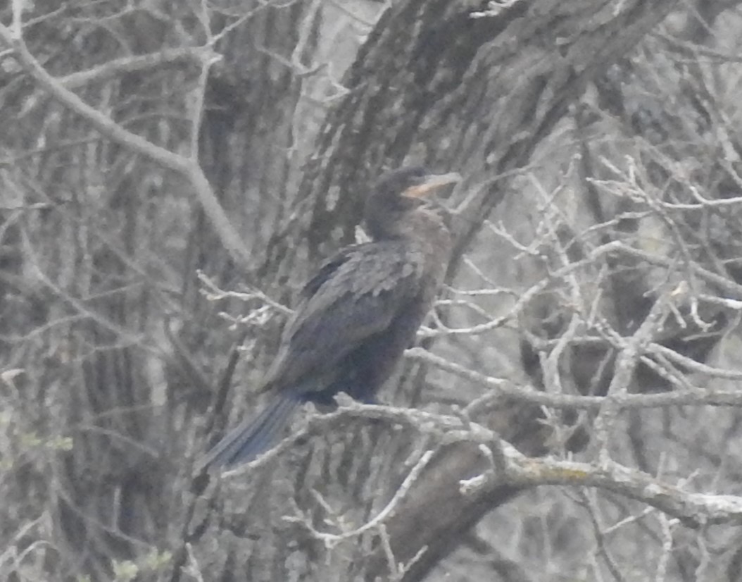 Neotropic Cormorant - ML565411671