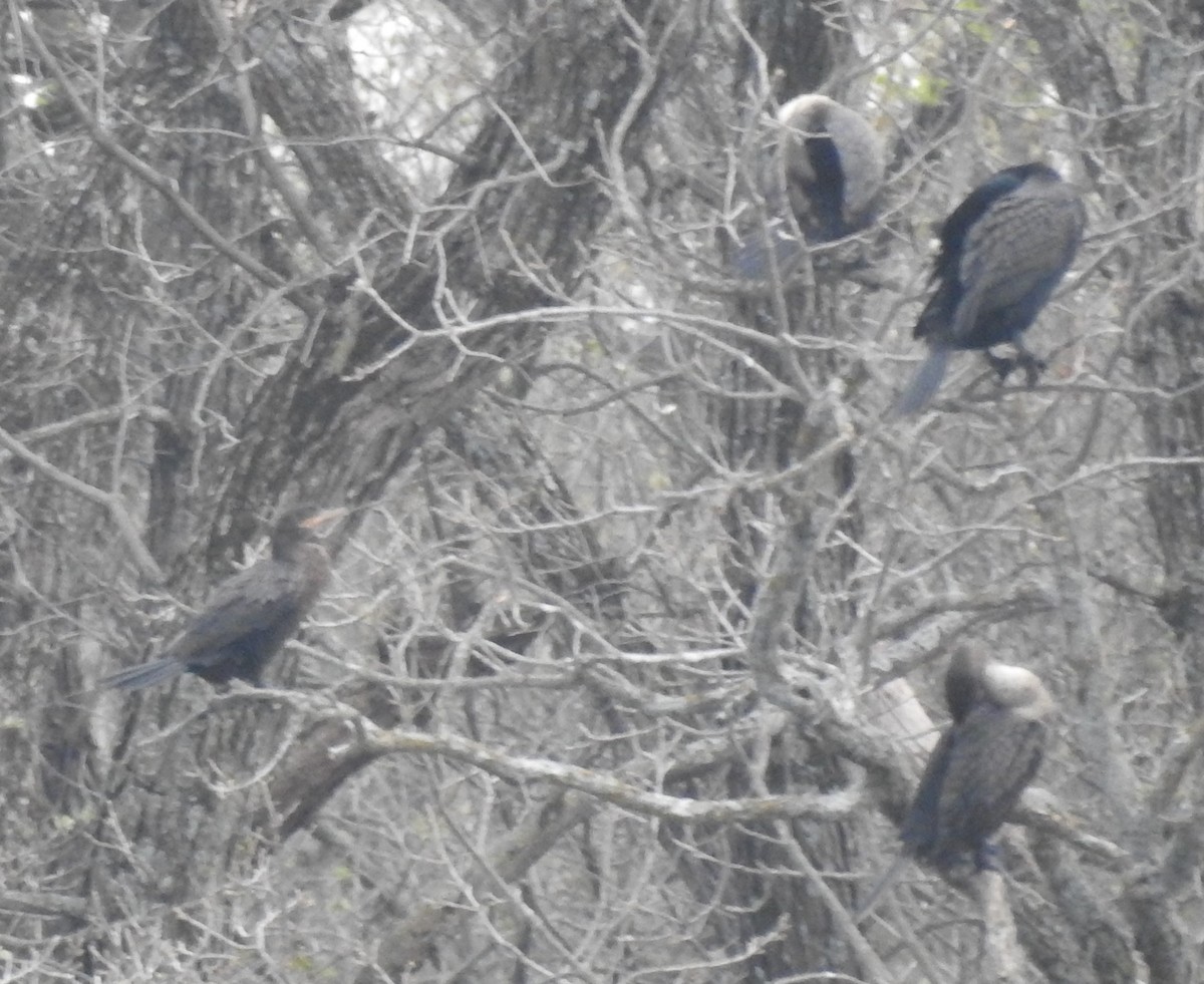 Cormorán Biguá - ML565411701