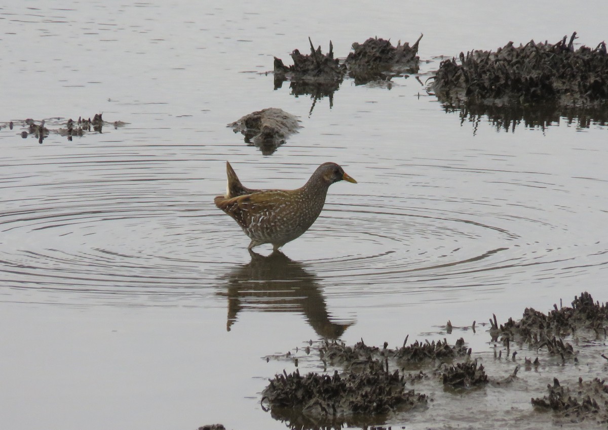 Spotted Crake - ML565413261