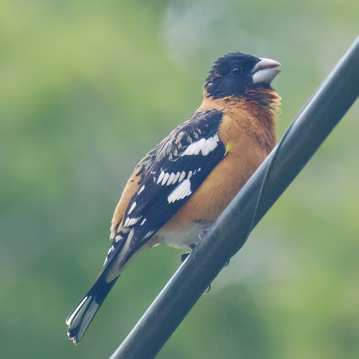 Black-headed Grosbeak - ML565414091
