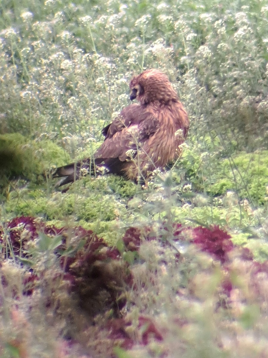 Montagu's Harrier - ML565414401