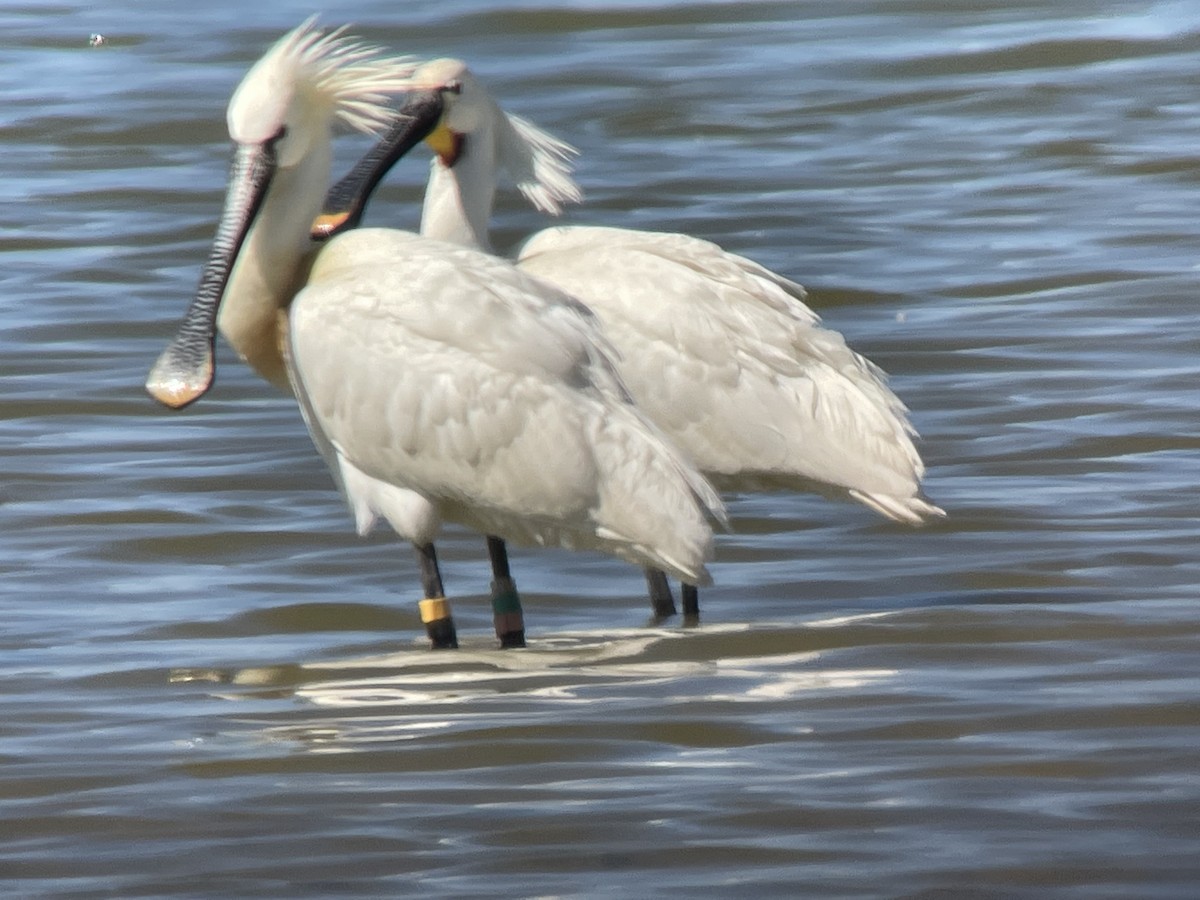 Eurasian Spoonbill - ML565414611