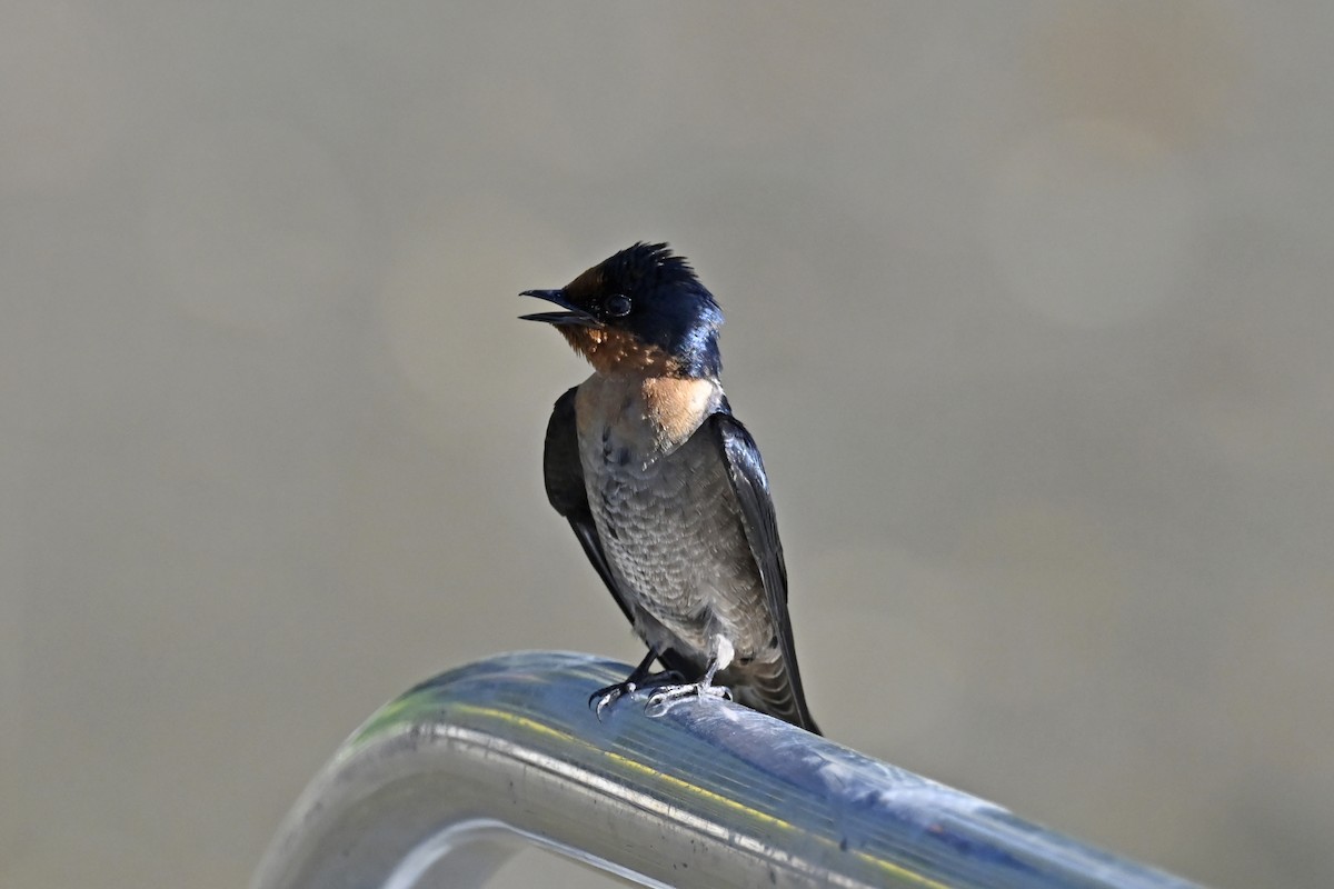 Pacific Swallow - Gerd Schön