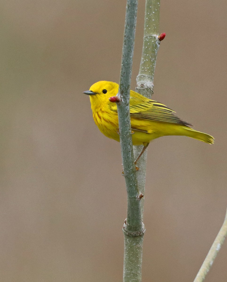 Paruline jaune - ML565415951