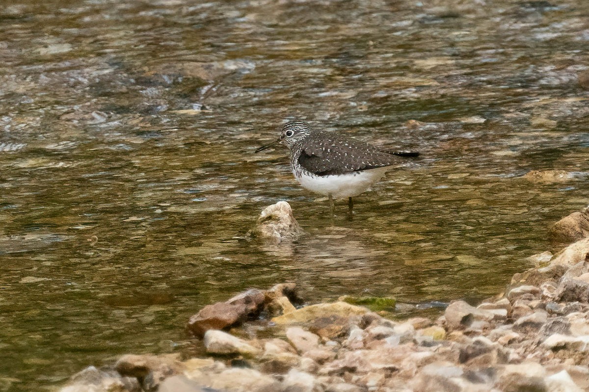 Solitary Sandpiper - ML565417131