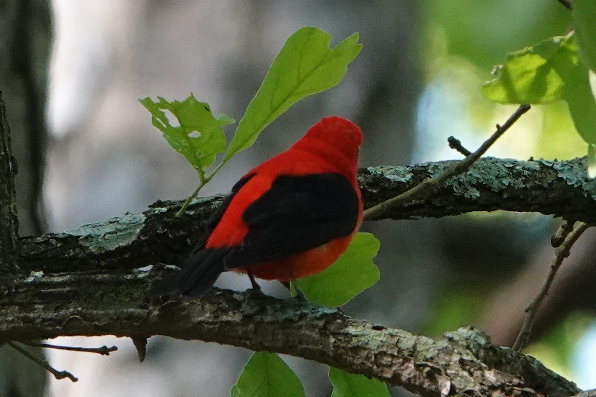 Scarlet Tanager - ML565417541