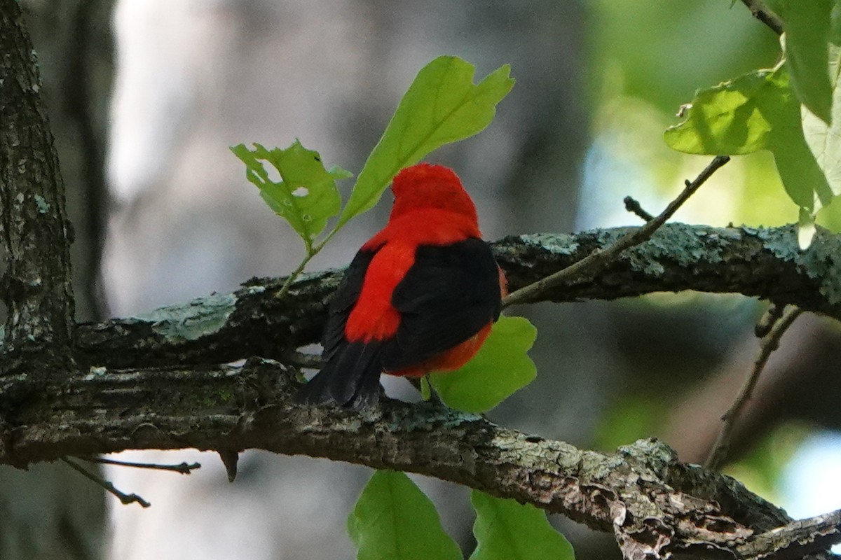 Scarlet Tanager - Meredith Lusk