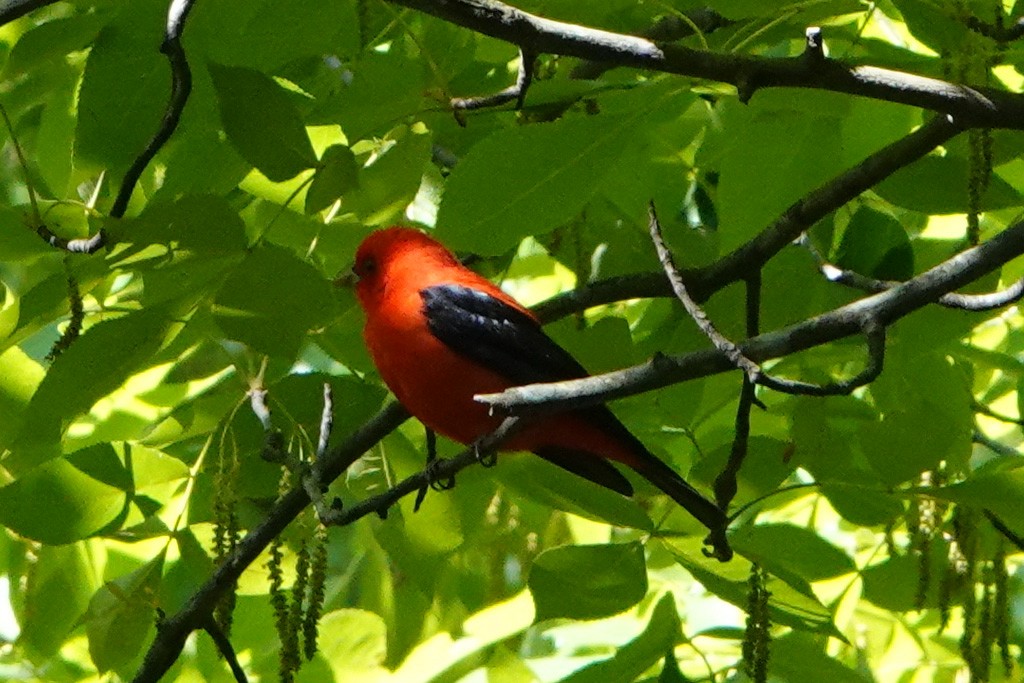 Scarlet Tanager - ML565417701