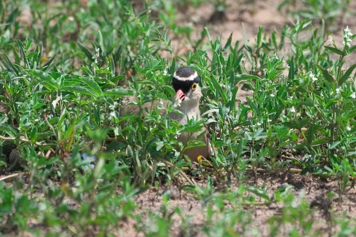 Crowned Lapwing - ML565417971