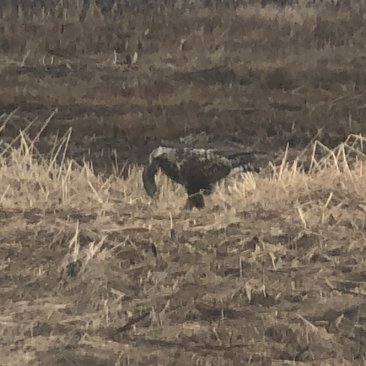 Rough-legged Hawk - Thierry Grandmont