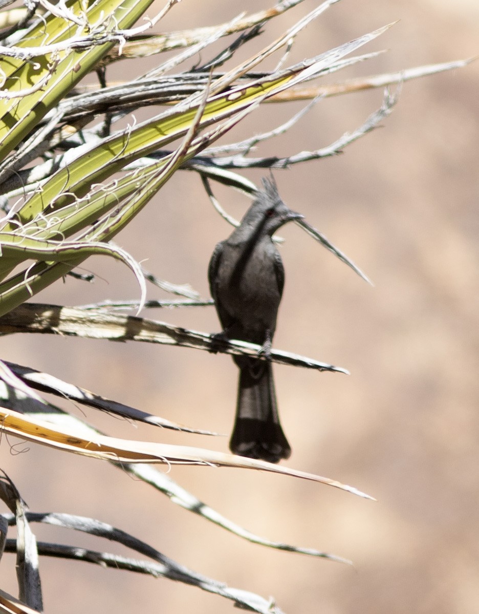 Phainopepla - ML565418481