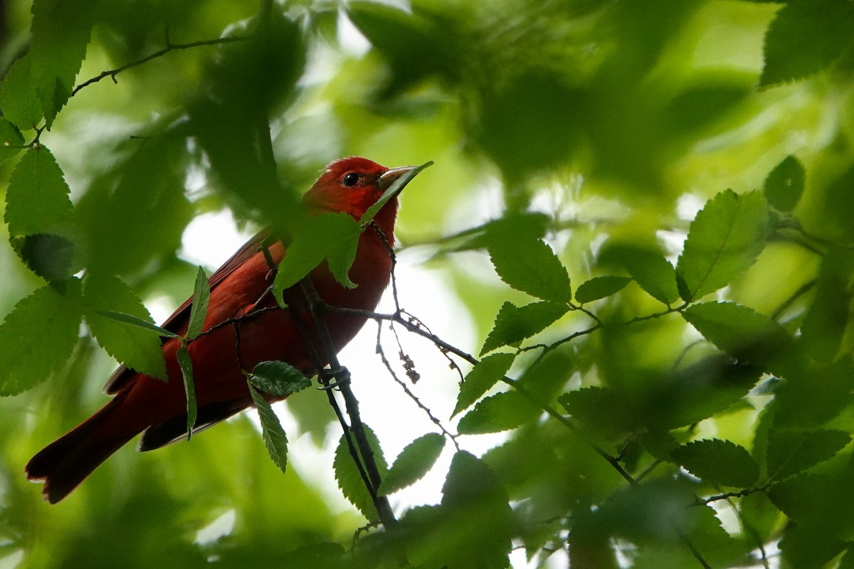 Summer Tanager - ML565418791