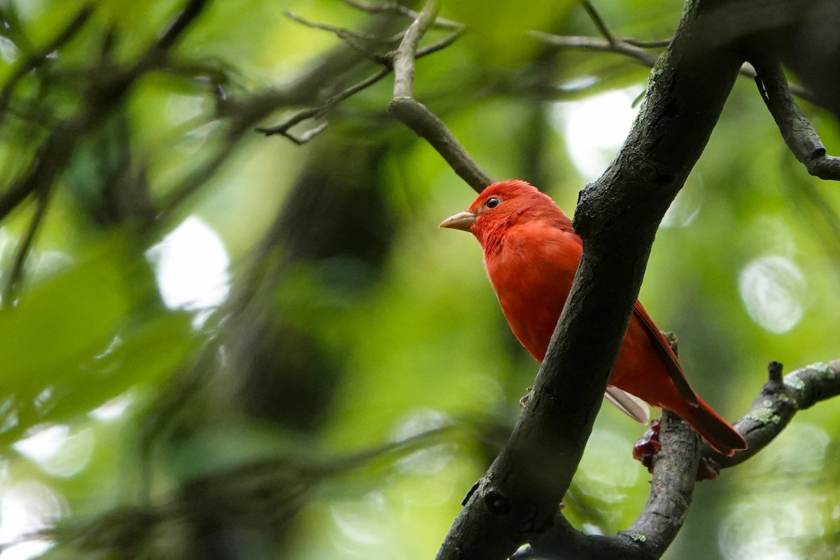 Summer Tanager - ML565418801