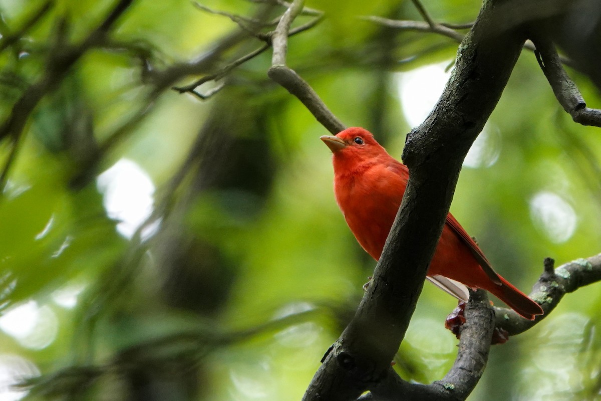 Summer Tanager - ML565418821