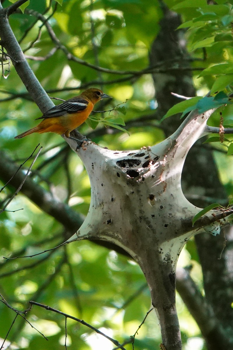 Baltimore Oriole - ML565419081