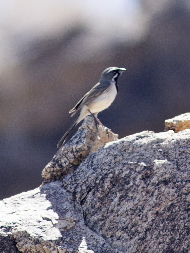 Black-throated Sparrow - ML565419331