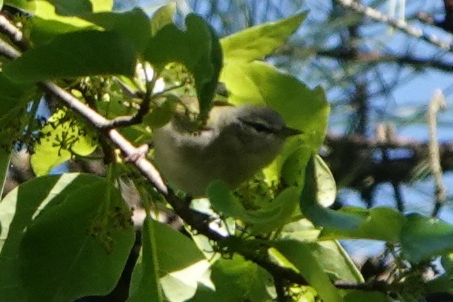 Tennessee Warbler - ML565419611