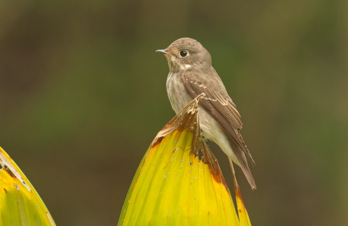 Dark-sided Flycatcher - ML565419901