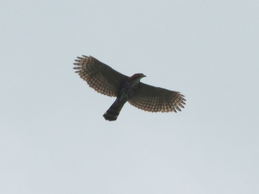 Ornate Hawk-Eagle - ML565420341