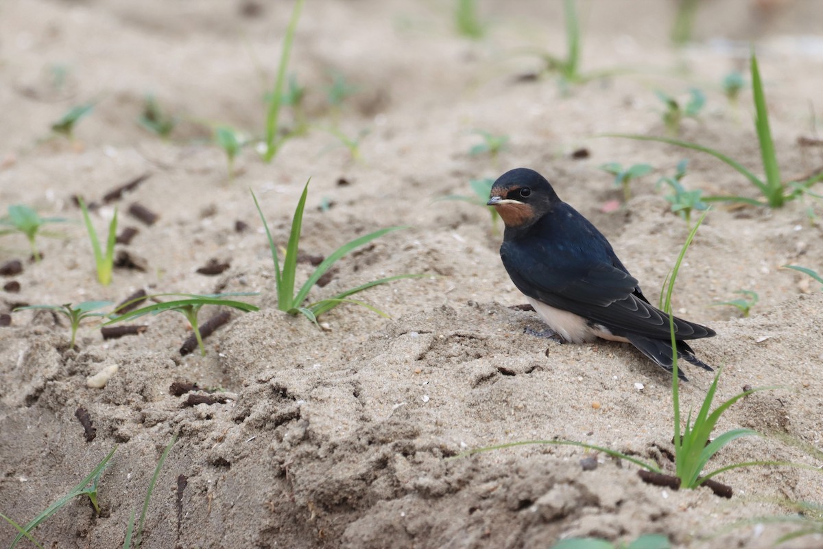 Barn Swallow - ML565420351