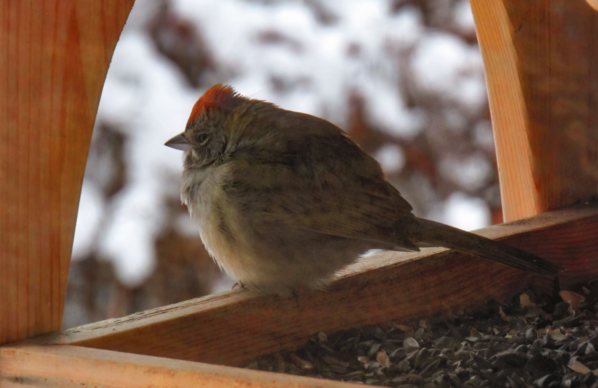 Green-tailed Towhee - ML565420721