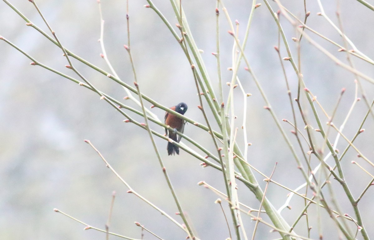 Orchard Oriole - ML565420951